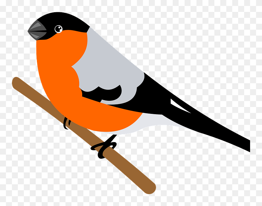 Bullfinch Bird Clipart - European Swallow - Png Download