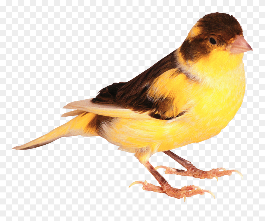 Birds Png - Small Birds Transparent Background Clipart