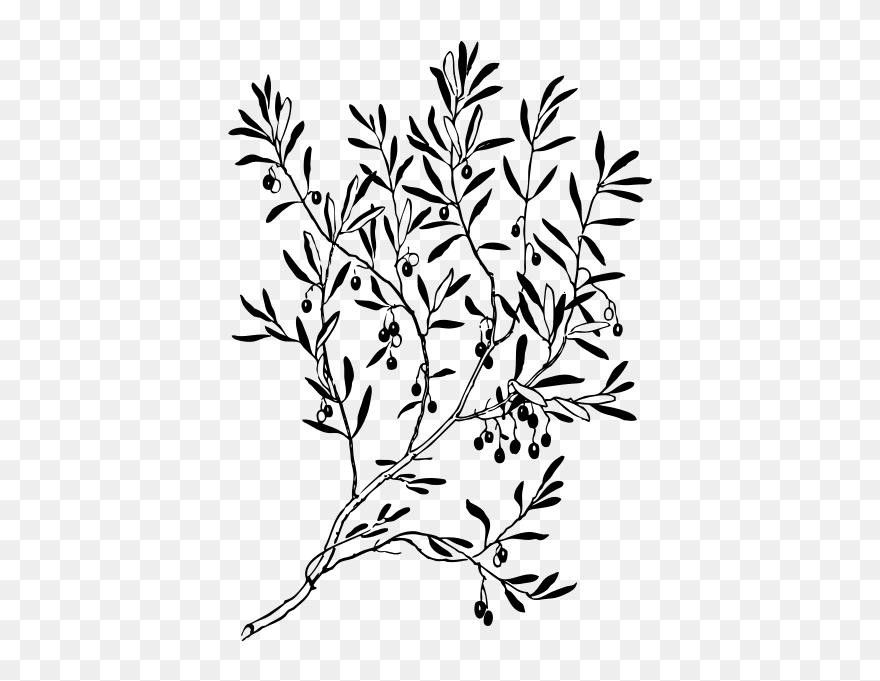 Olive Branch - Olive Branch Clipart Black And White - Png Download