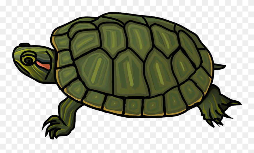 Red-eared Slider Turtle Clipart - Realistic Turtle Clip Art - Png Download