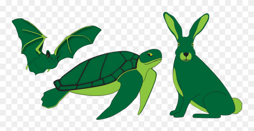 Specific To Mining Sites Such As The Daubentons- - Green Sea Turtle Clipart
