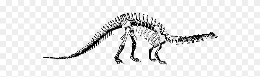 Brontosaurus Skeleton - Dinosaur Bones Transparent Background Clipart