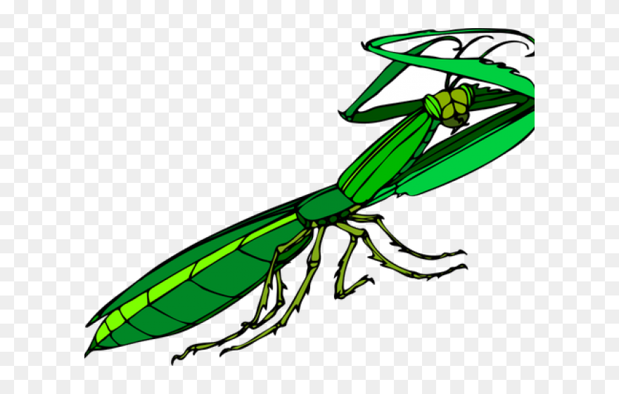 Praying Mantis Clip Art - Png Download