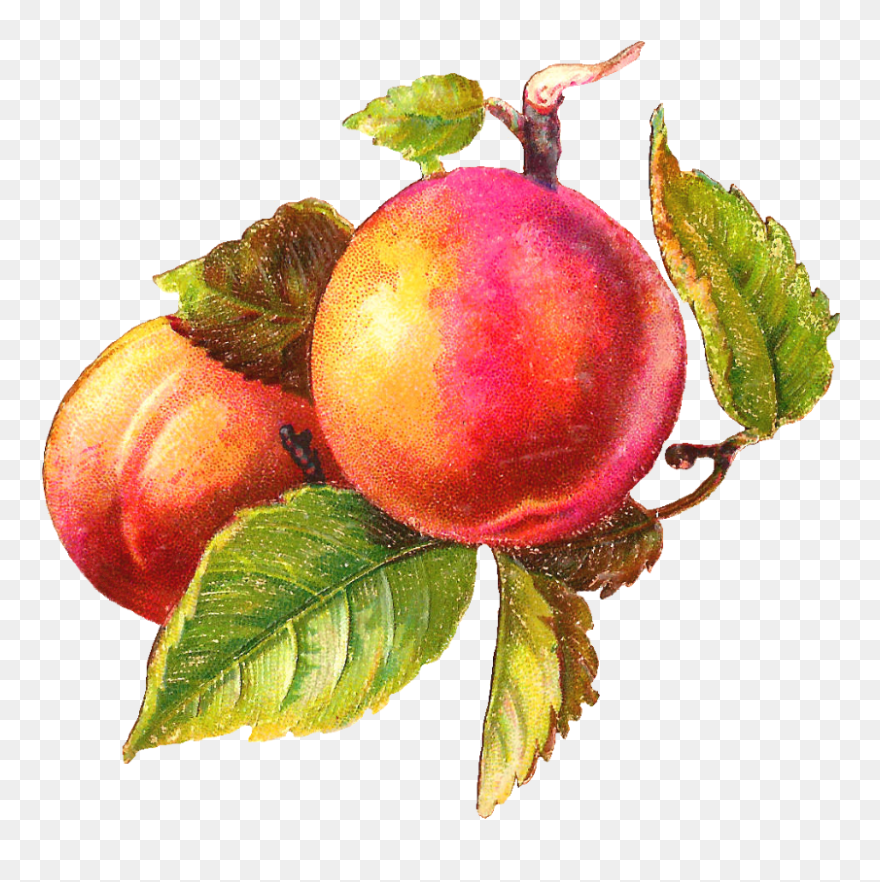 Vintage Peach Clipart - Png Download