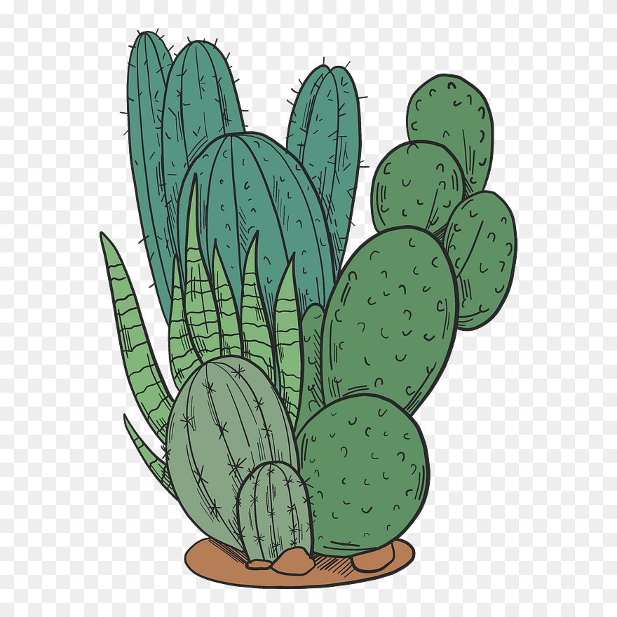 Cactuses Clipart - Eastern Prickly Pear - Png Download