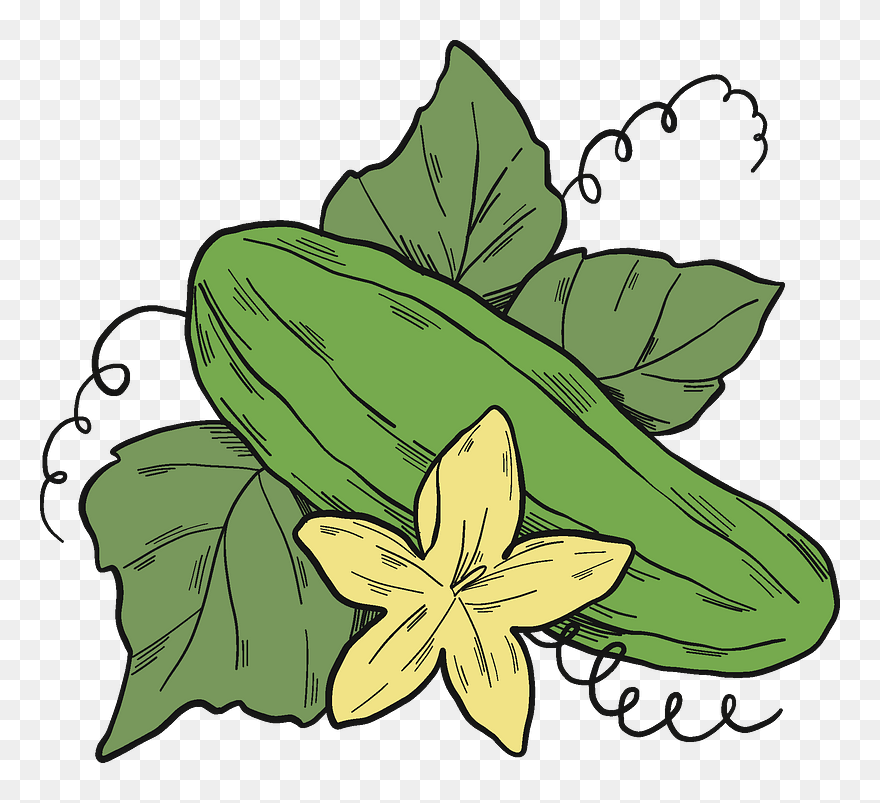 Cucumber Plant Clipart - Clematis - Png Download
