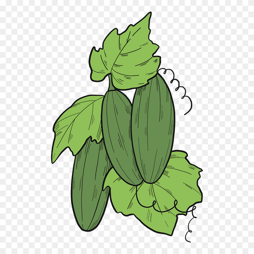 Cucumber Plant Clipart - Png Download