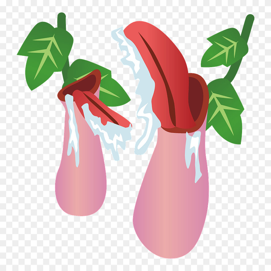 Nepenthes Rafflesiana Pitcher Plant Clipart - ウツボカズラ フリー 素材 - Png Download