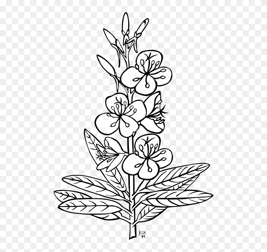 Outline Pictures Of Flowers Clipart