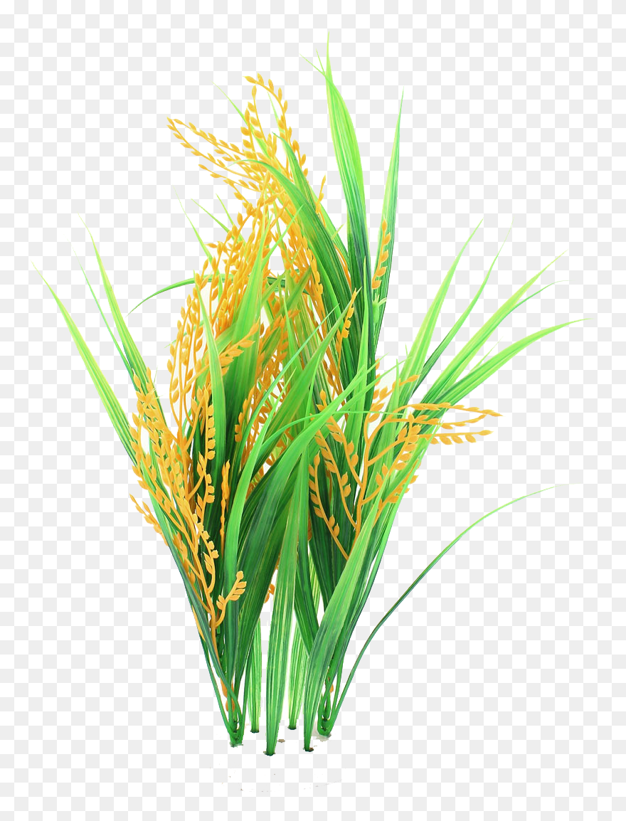 Thumb Image - Rice Plant Png Clipart