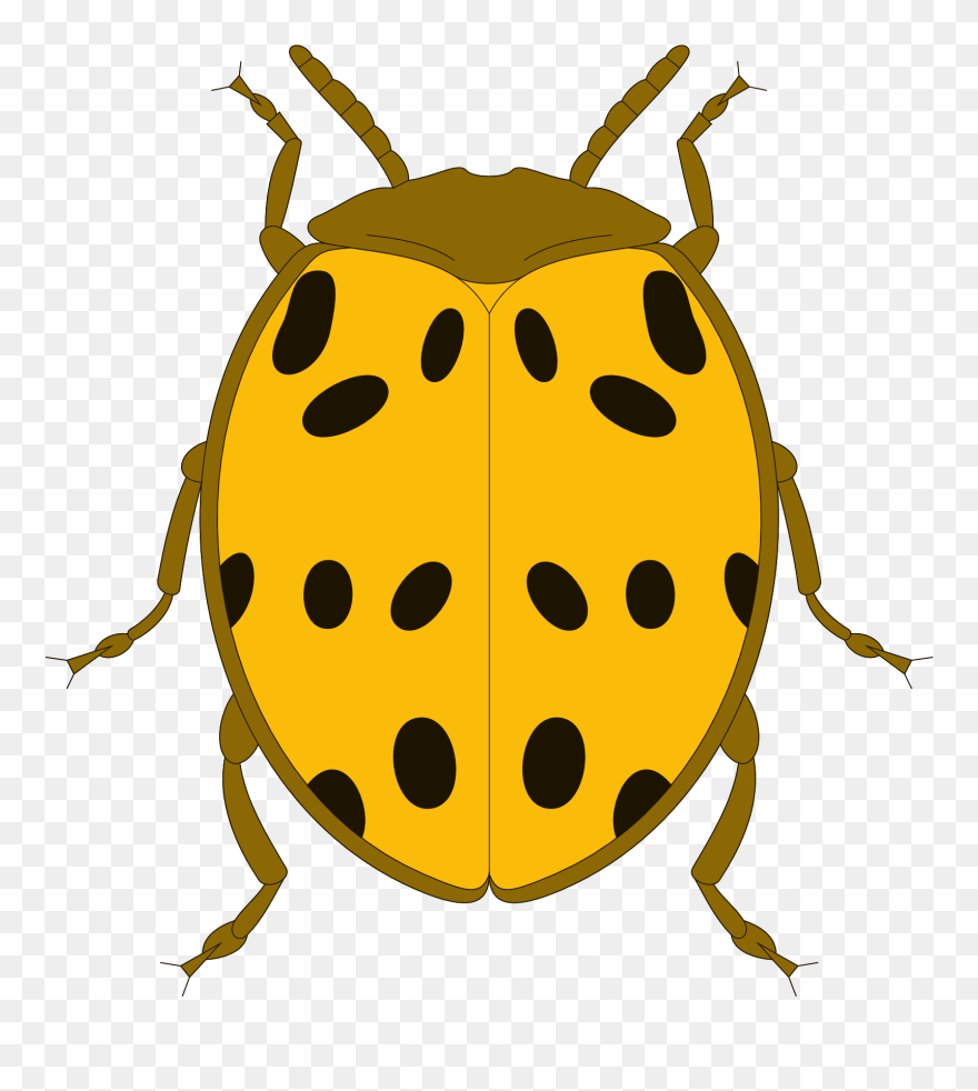 Yellow And Black Spotted Beetle Clip Art At Clker - Yellow Beetle Clipart - Png Download