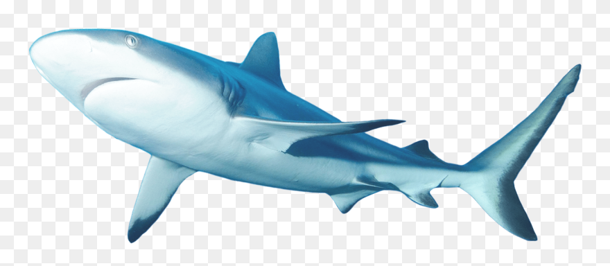 Lemon Shark Clipart Clip Freeuse Lemon Shark Facts - Lemon Shark Png Transparent Png