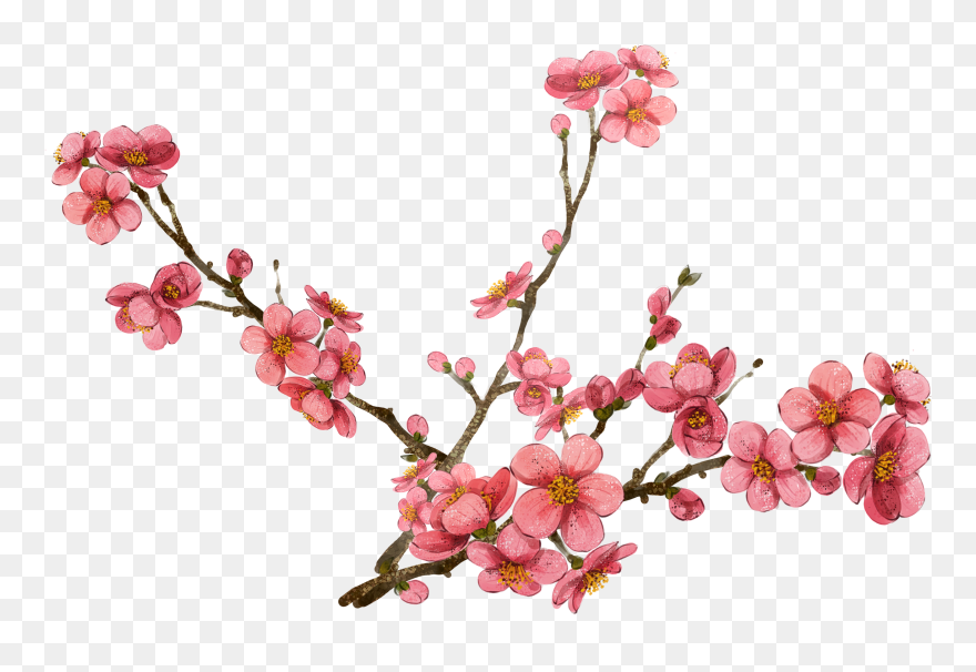 Plum Flower Clipart Banner Freeuse Cherry Blossom Clipart - Free Clipart Cherry Blossoms - Png Download