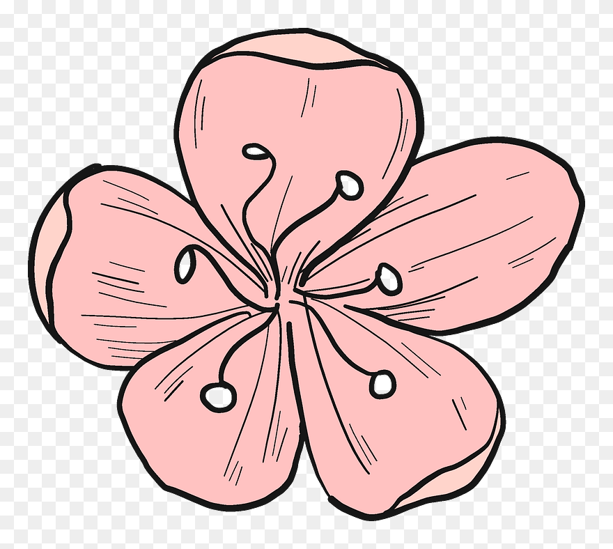 Cherry Flower Clipart - Png Download