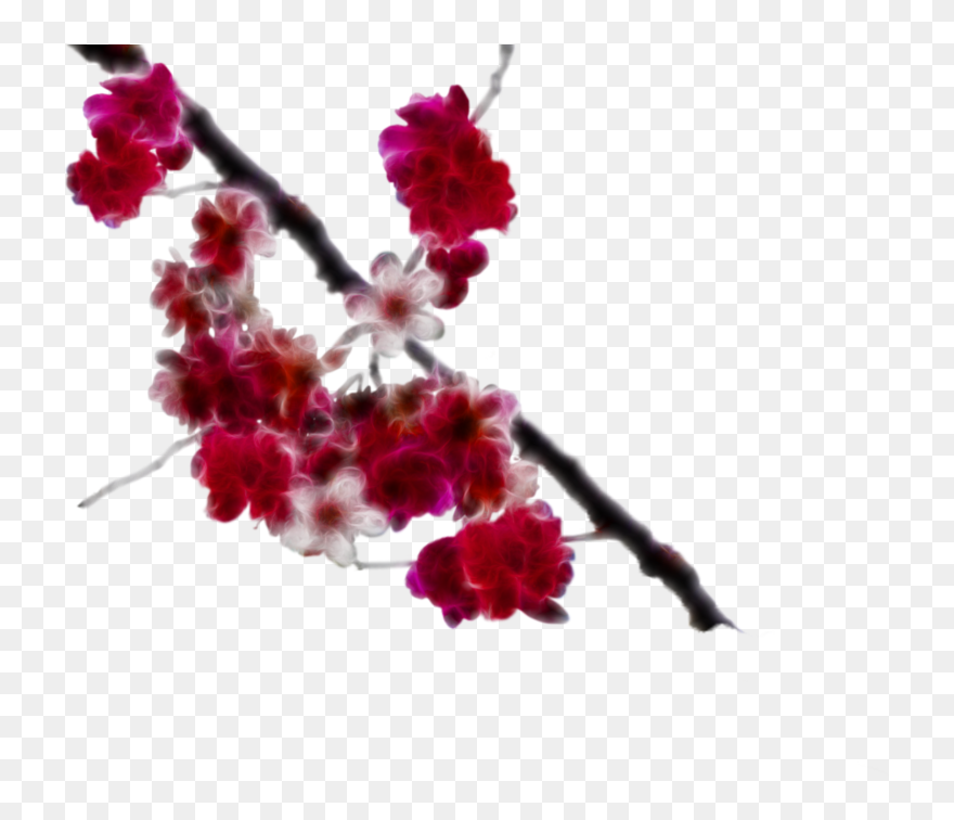 Transparent Japanese Cherry Blossom Png - Clip Art