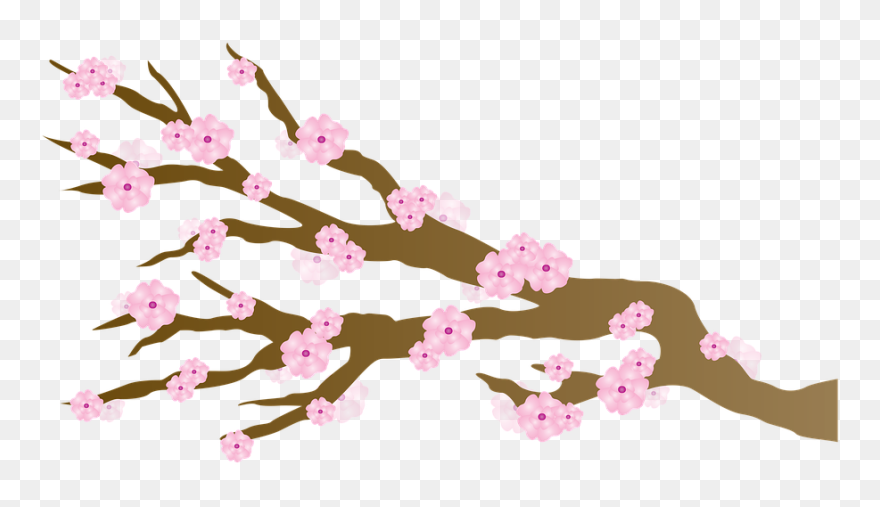 Transparent Sakura Clipart - Cherry Blossom - Png Download