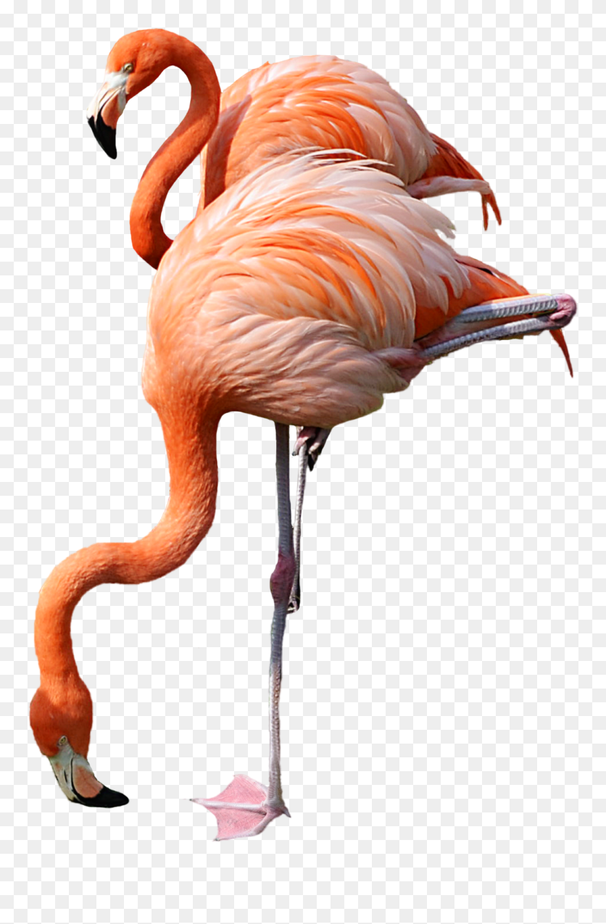 Flamingo Clipart Clear Background - Png Download
