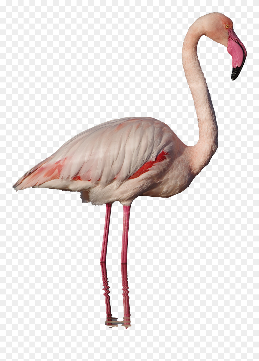 Real Flamingo Png Clipart - Pink Flamingo Png Real Transparent Png