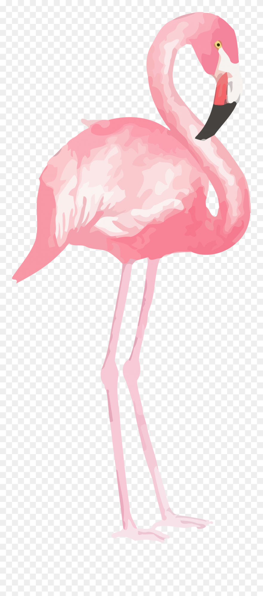 Flamingo Clipart Png - Flamingo Clipart سكرابز فلامنجو Transparent Png