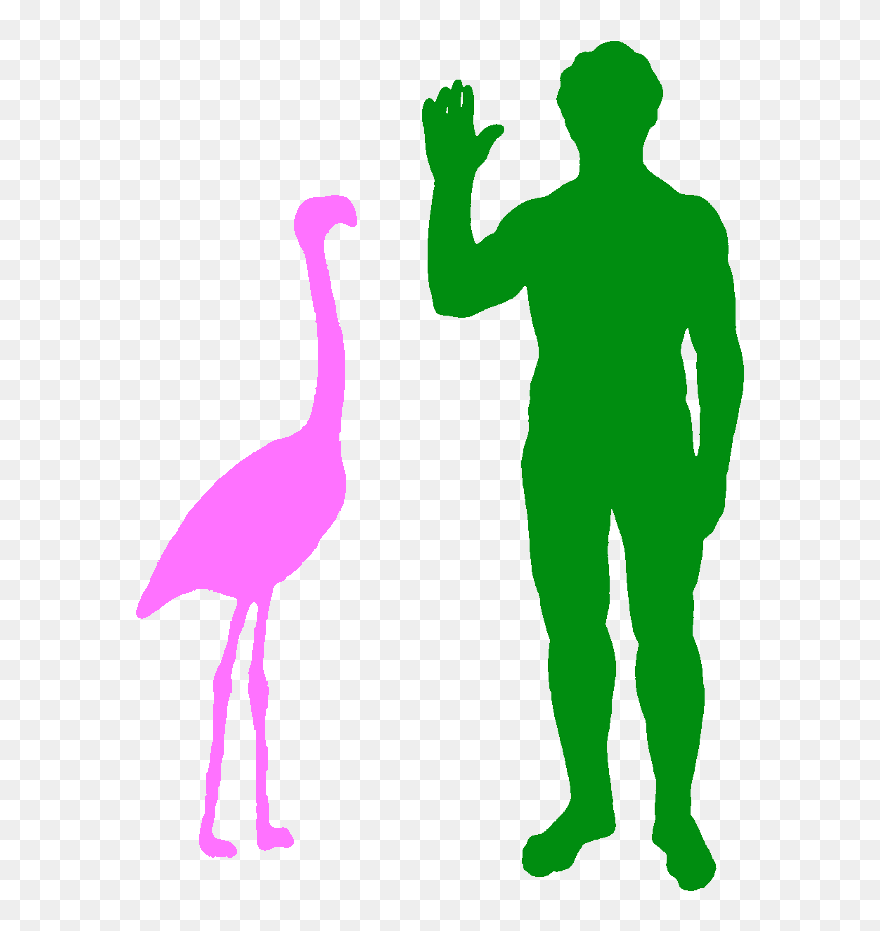 A Typical Greater Flamingo And A Human - Dodo Compared To Human Clipart