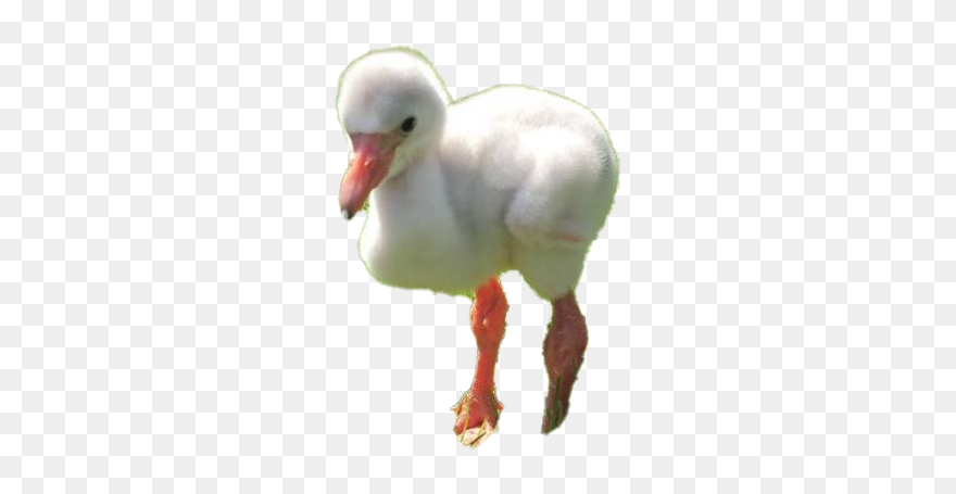 Baby Flamingo Png Clipart - Water Bird Transparent Png