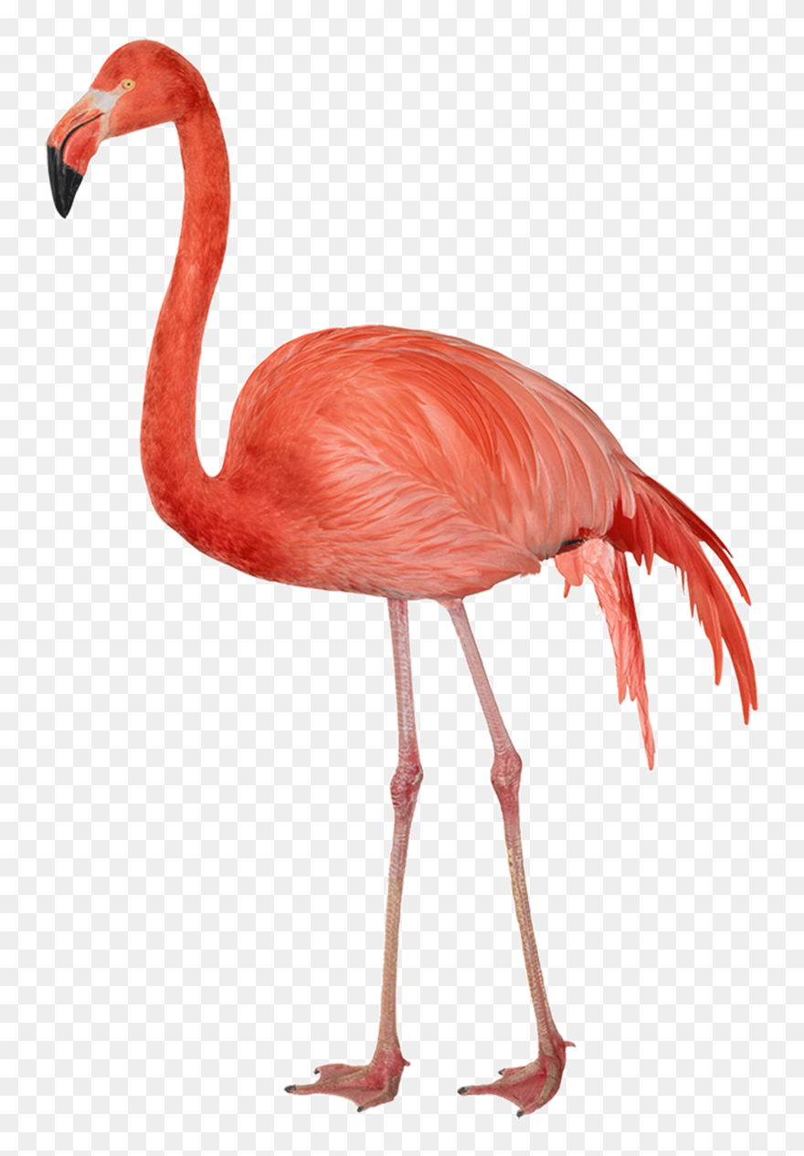 Flamingo - Flamingo Png Clipart