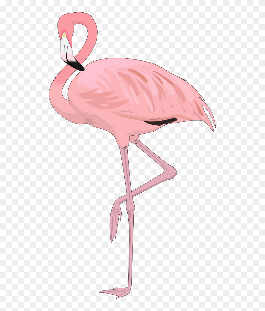 Free Flamingo Clip Art Flamingo4 , Png Download - Flamingo Png Transparent Png