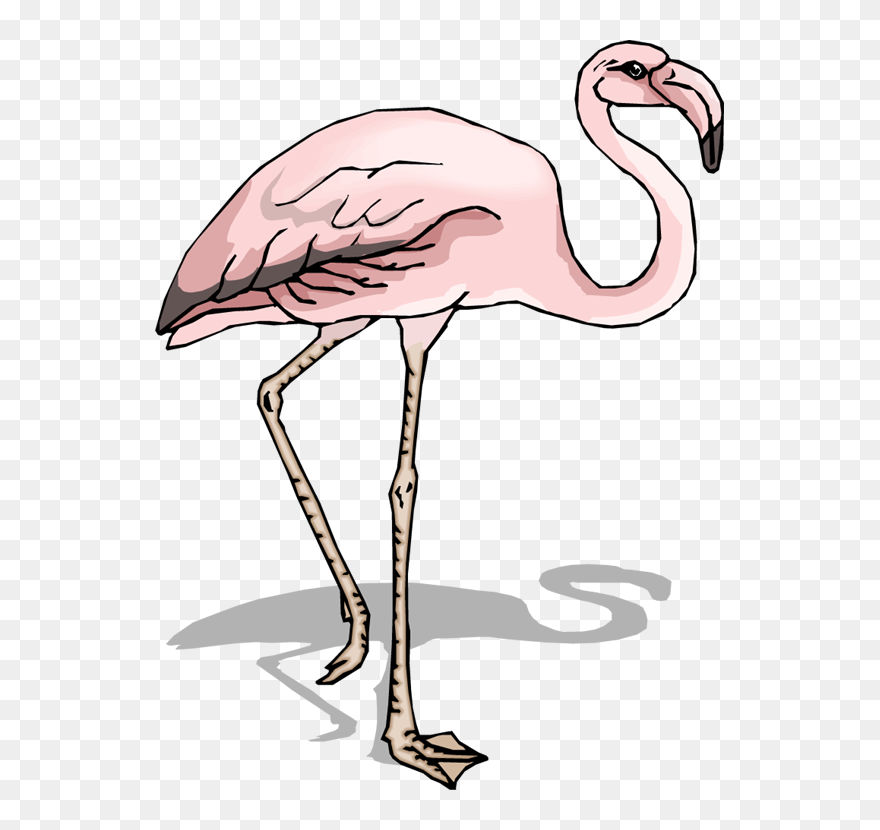 Sketsa Flamingo Clipart