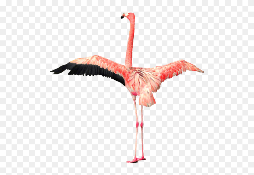 Flamingo - Pink Flamingo With Wings Open Clipart