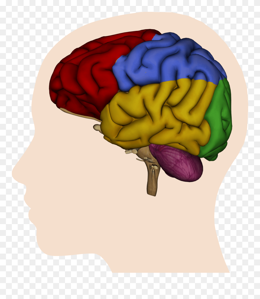 Brain - Kids Picture Of The Brain Clipart