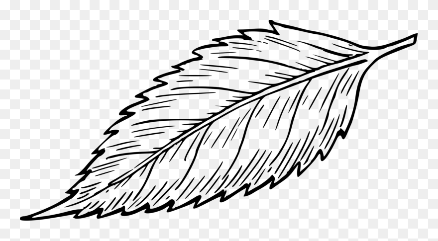 Leaf Line Art - Neem Leaf Clipart Black And White - Png Download