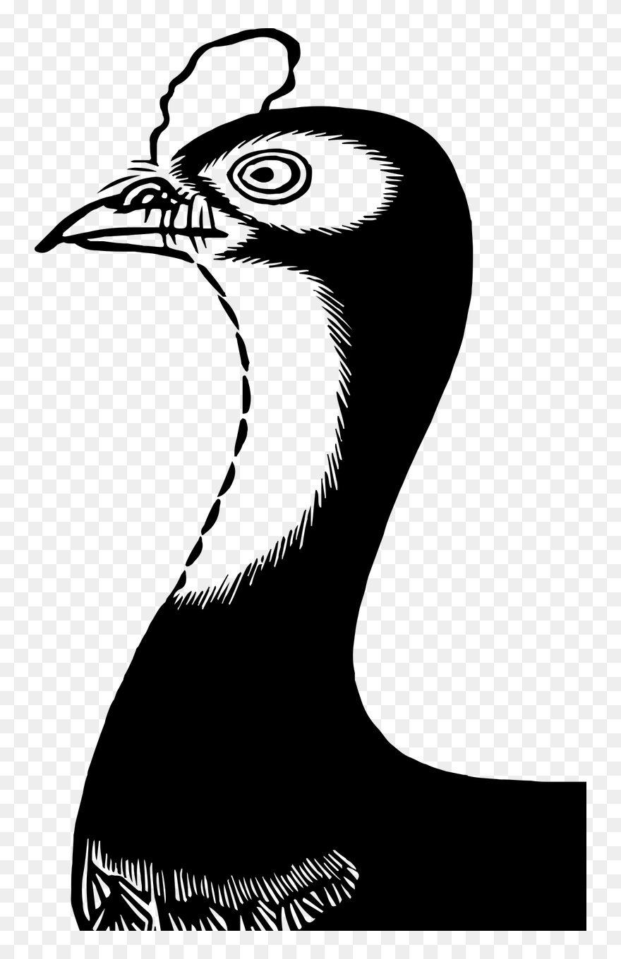 วาด รูป สัตว์ ขาว ดำ Clipart