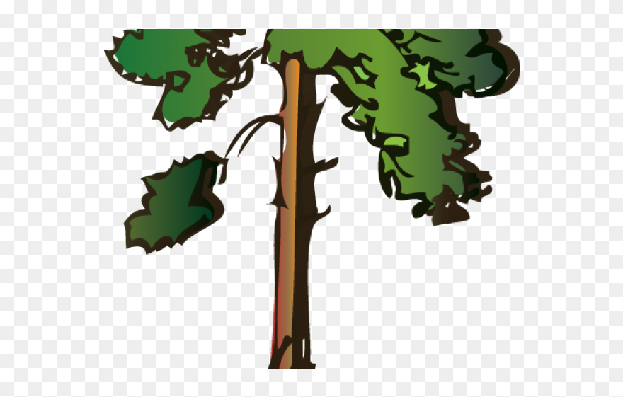 Pine Trees Clipart - Tall Tree Clipart Pine - Png Download