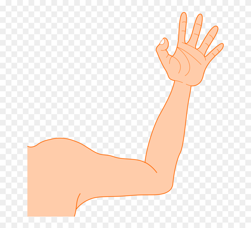 Muscle,thumb,organ - Arm Clipart - Png Download