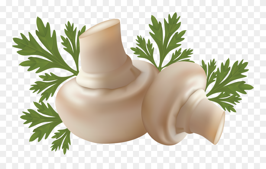 Mushroom Clipart Button Mushroom, Mushroom Button Mushroom - Mushroom Clip Art Png Transparent Png