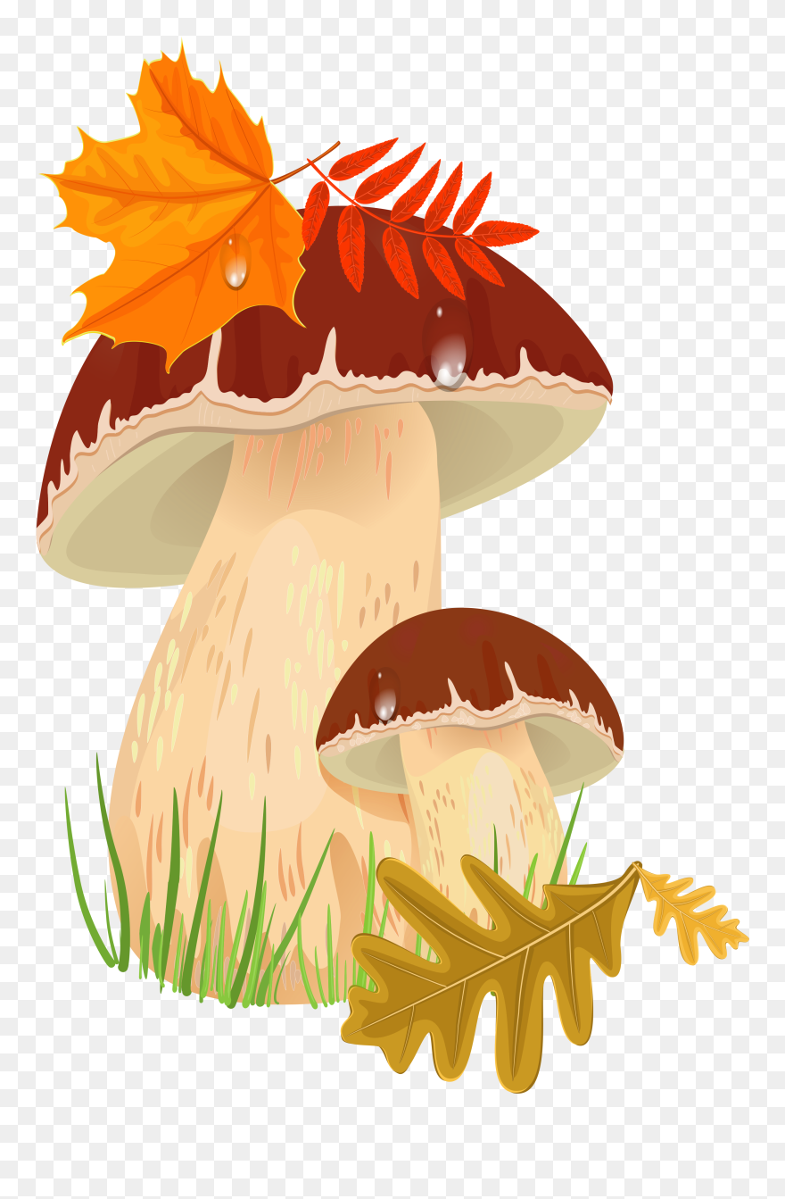 Transparent Toadstool Png - Fall Mushroom Clipart