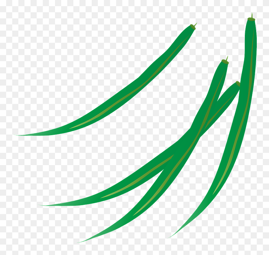 Green Bean Vegetable Clipart - フリー 素材 イラスト さやいんげん - Png Download