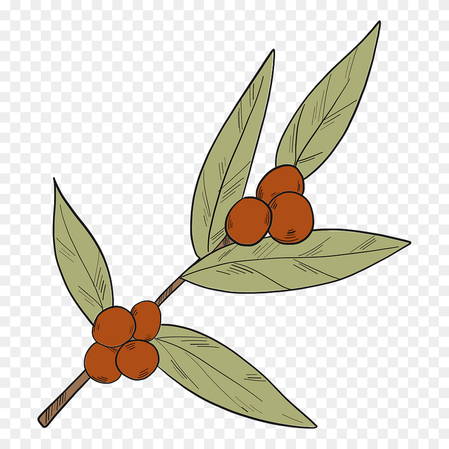 Coffee Plant Clipart - Membrane-winged Insect - Png Download