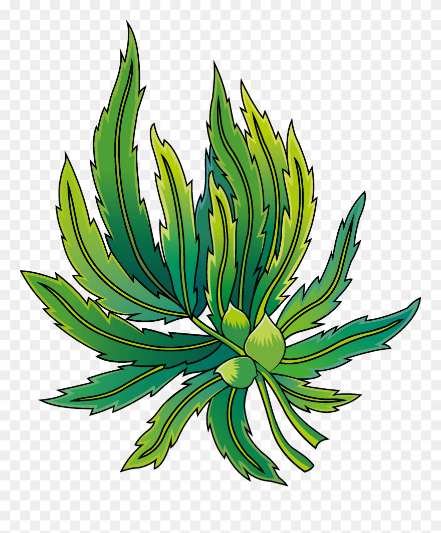 Agave Clipart