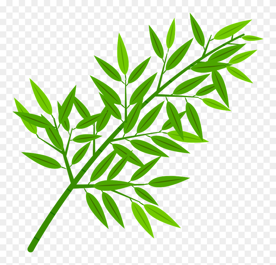 Sasa Broad Leaf Bamboo Clipart - 笹 の 葉 無料 イラスト - Png Download