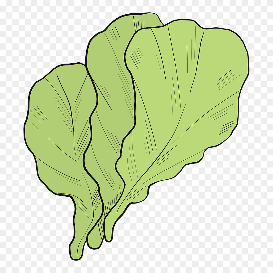 Lettuce Clipart - Chard - Png Download