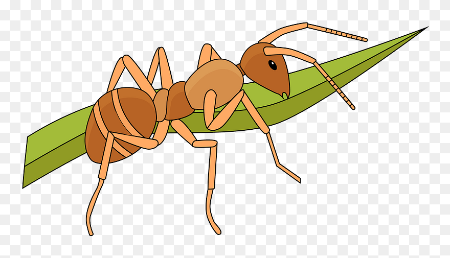 Ant Clipart - Clipart Fourmi - Png Download