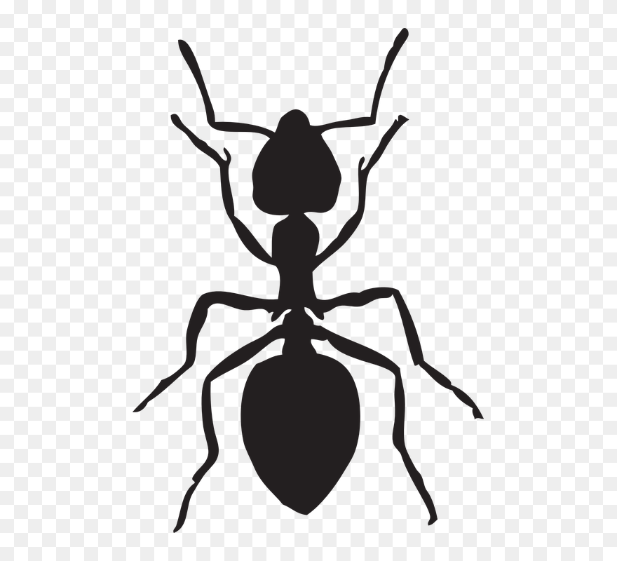 Transparent Hormiga Png - Ant Clipart