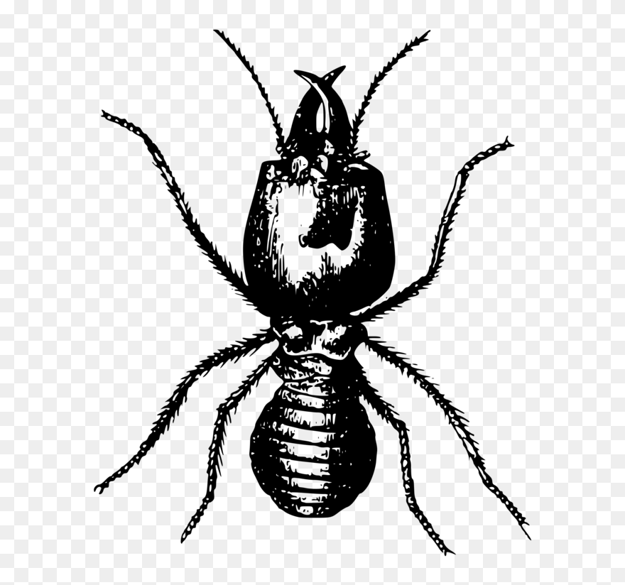Blister - Termites Png Clipart
