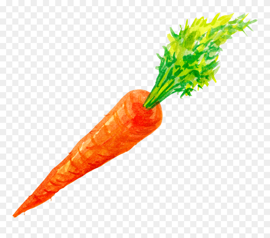 Carrots Png Watercolor Clipart