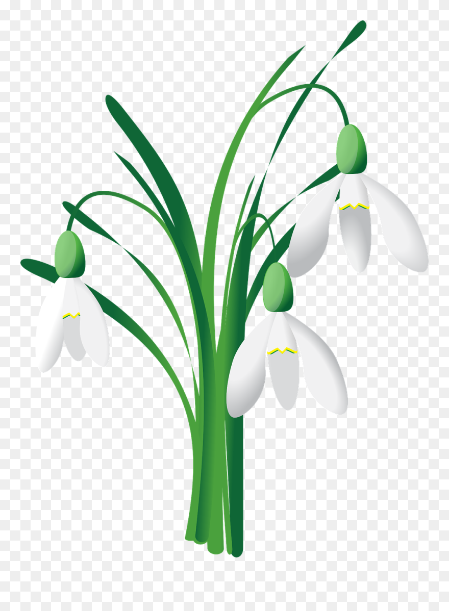 Clip Art - Png Download