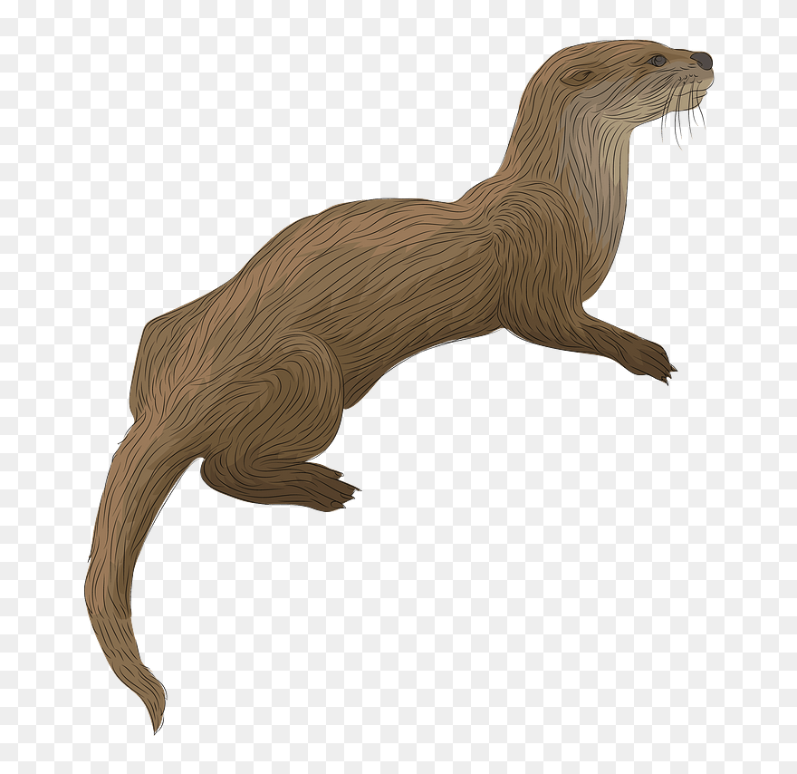 River Otter Clipart - Otter Clipart - Png Download