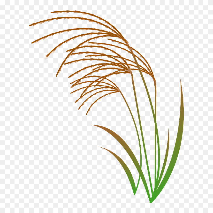 Japanese Silver Grass Clipart - ススキ イラスト フリー - Png Download