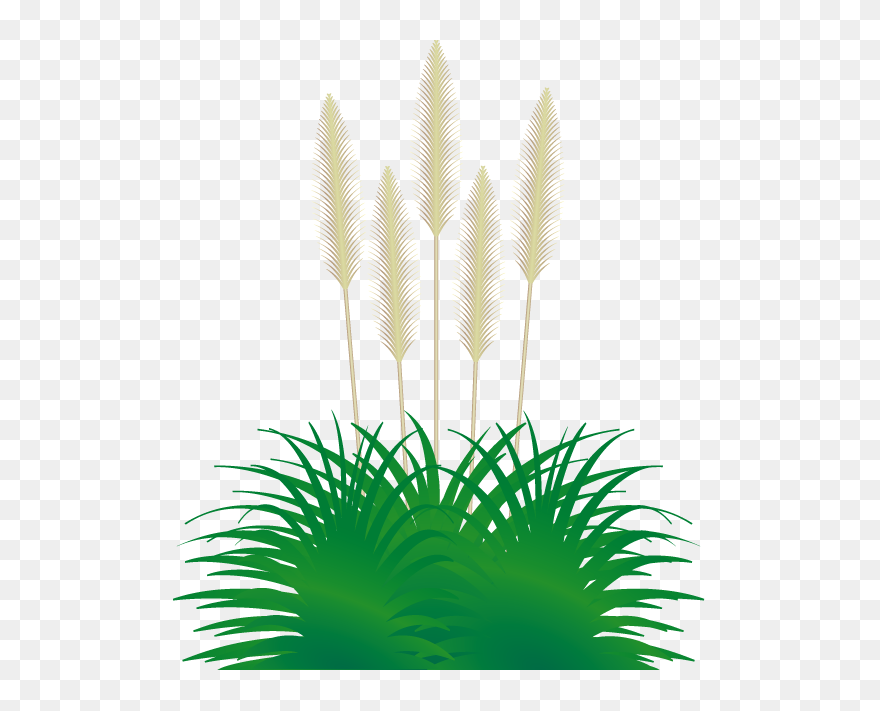 - Grasses - Pampas Clipart - Png Download