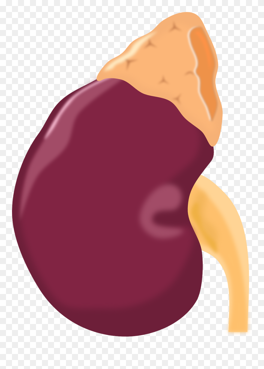 Kidney Disease Or Failure - Kidney .png Clipart